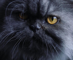 Blue Persian cat tips—so they never get the blues