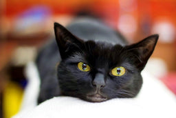 What no one tells you about the Bombay cat [Essential guide]