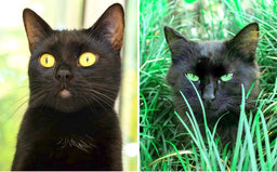 Bombay cat vs. black cat—practical hacks to tell them apart!