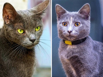 Associated image for British Blue vs Russian Blue cat—how to tell them apart