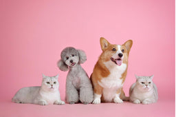 A British Shorthair and dogs—a match made in heaven or hell?