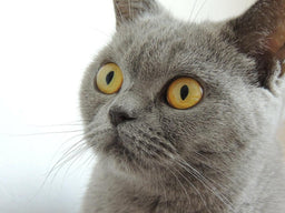 Common British Shorthair eye problems—the overview