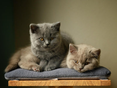 Associated image for Adopting a British Shorthair? Here’s what you should know