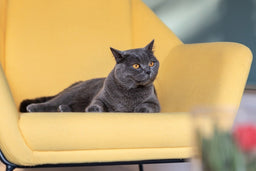 British Shorthair health problems clarified