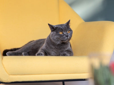 Associated image for British Shorthair health problems clarified