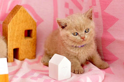 The 3 hacks to know about British Shorthair kitten food