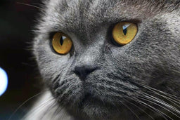 What’s the average British Shorthair lifespan? Dilemma solved