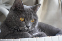 Is a British Shorthair’s noisy breathing a cause for worry?