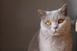 All British Shorthair tips you will ever need