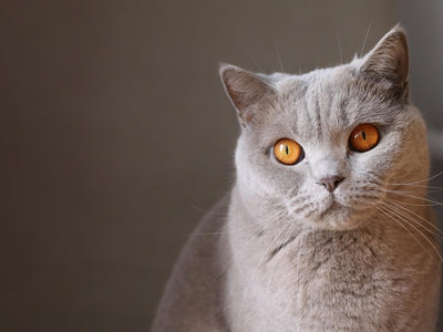 Associated image for All British Shorthair tips you will ever need