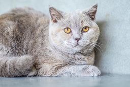 Ideal British Shorthair weight—all you need to know