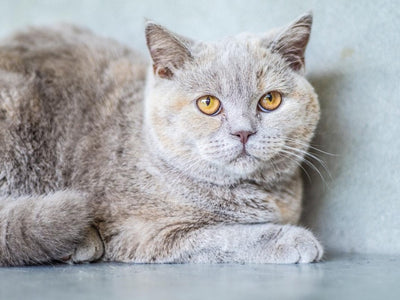 Associated image for Ideal British Shorthair weight—all you need to know