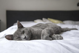 Can British Shorthair cats be left alone? Explained in detail