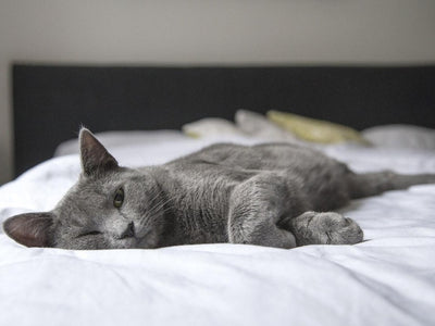 Associated image for Can British Shorthair cats be left alone? Explained in detail