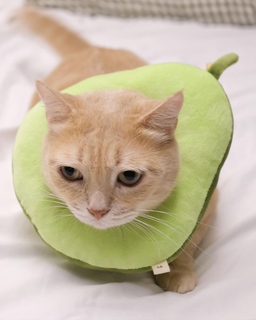 Can cats eat avocado? All you need to know