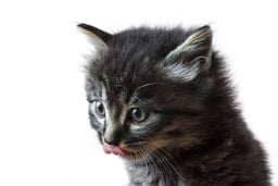 Can cats eat bacon? Get reliable info!