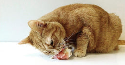 Can cats eat bones? Find the answer here