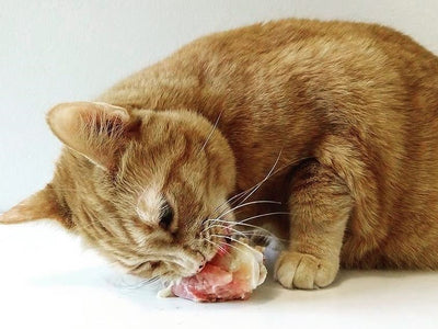 Associated image for Can cats eat bones? Find the answer here