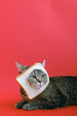 Can cats eat bread? Let’s find out!