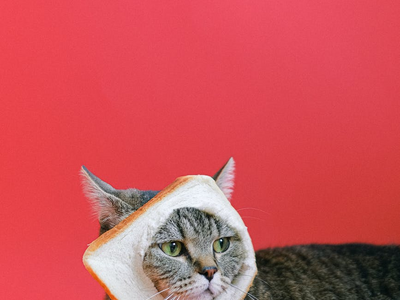 Associated image for Can cats eat bread? Let’s find out!
