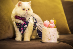 Get the facts—can cats eat cake?