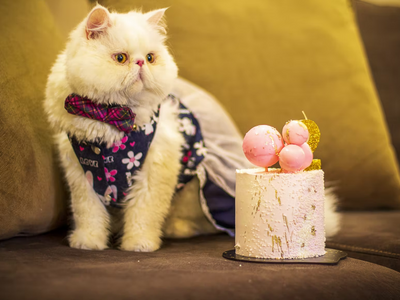 Associated image for Get the facts—can cats eat cake?