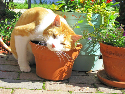 Associated image for Kitty crack or a natural sedative—can cats eat catnip?