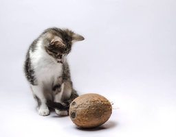 Can cats eat coconut, or are tropical treats best avoided?