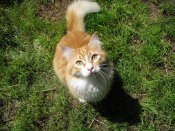 Can cats eat crisps? Get the best advice here!