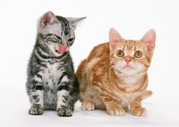 Can cats eat cucumber? Quite a pickle!