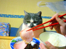 Can cats eat ham, or should it be off the menu?