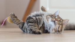Can cats eat mango? A comprehensive guide to cats and fruit