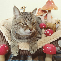 Can cats eat mushrooms? Let’s find out!