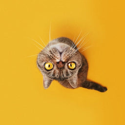 Can cats eat oranges, or are they too zesty?