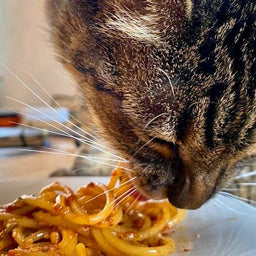 Can cats eat pasta? Get the relevant facts!
