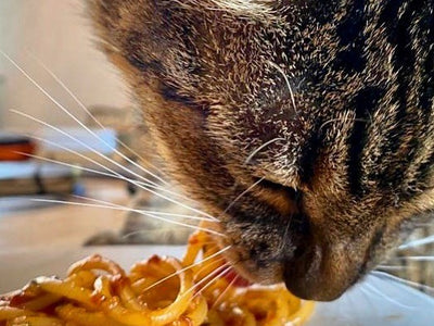 Associated image for Can cats eat pasta? Get the relevant facts!
