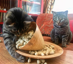 Can cats eat peanut butter? Here’s what the experts say