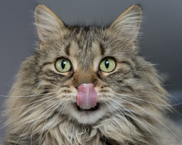 Can cats eat peas? Get the definitive answer