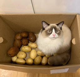 Can cats eat potatoes? Here’s what you need to know!