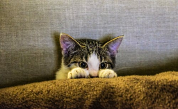Can cats eat raw chicken? All the advice you need
