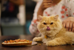 Can cats eat sugar? A short and sweet analysis