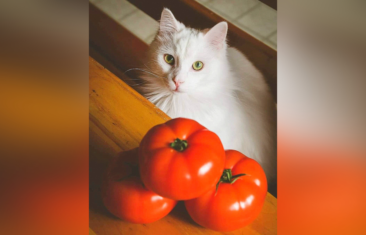 Do cats top like tomatoes