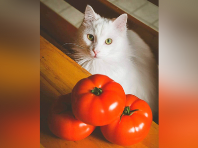 Associated image for Healthy delight or a fright—can cats eat tomatoes?