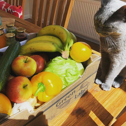 Can cats eat vegetables? Here’s what you need to know!
