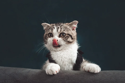 Can cats eat yoghurt, and are there any risks involved?