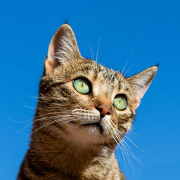 Can cats get food poisoning? Find out NOW!