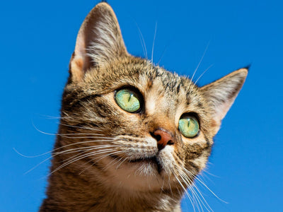Associated image for Can cats get food poisoning? Find out NOW!