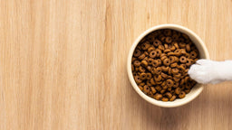 Can kittens eat adult cat food? Get the crucial info
