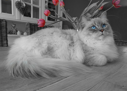 Can Ragdoll cats be left alone? Not for long!