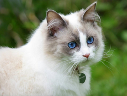 Can Ragdoll cats go outside? It may not be a good idea!